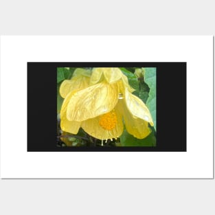 Yellow Flowering Maple...We are made to Open in Love Posters and Art